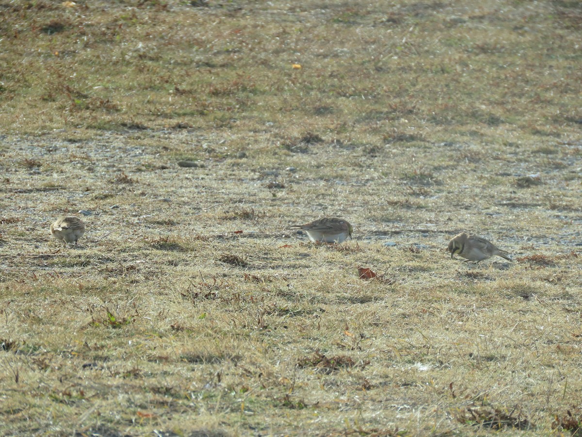 ハマヒバリ - ML647853281