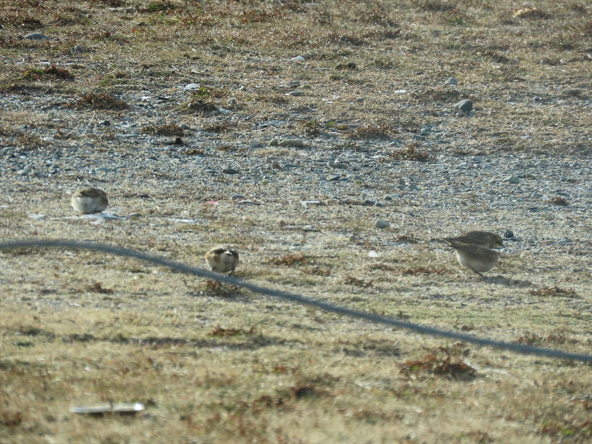 ハマヒバリ - ML647853282