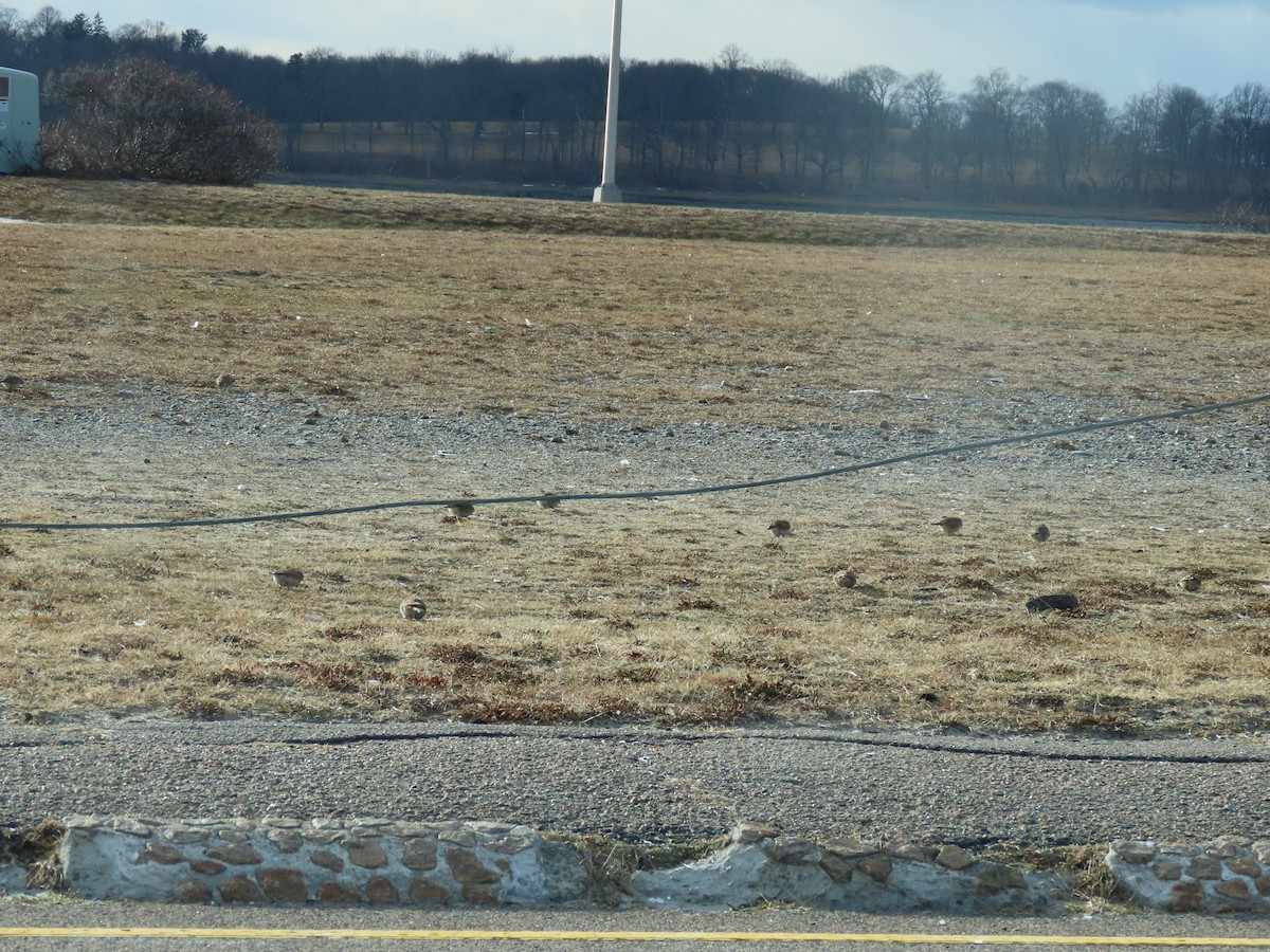 ハマヒバリ - ML647853283