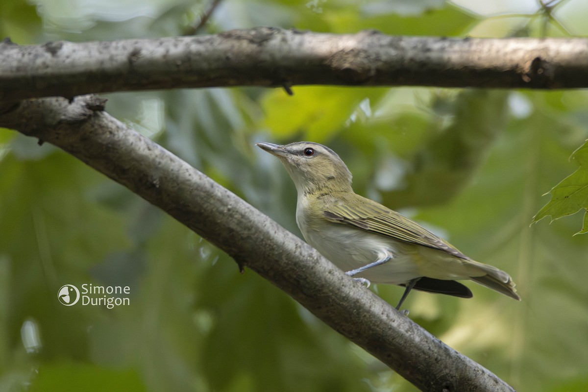 Красноглазый виреон - ML647853307