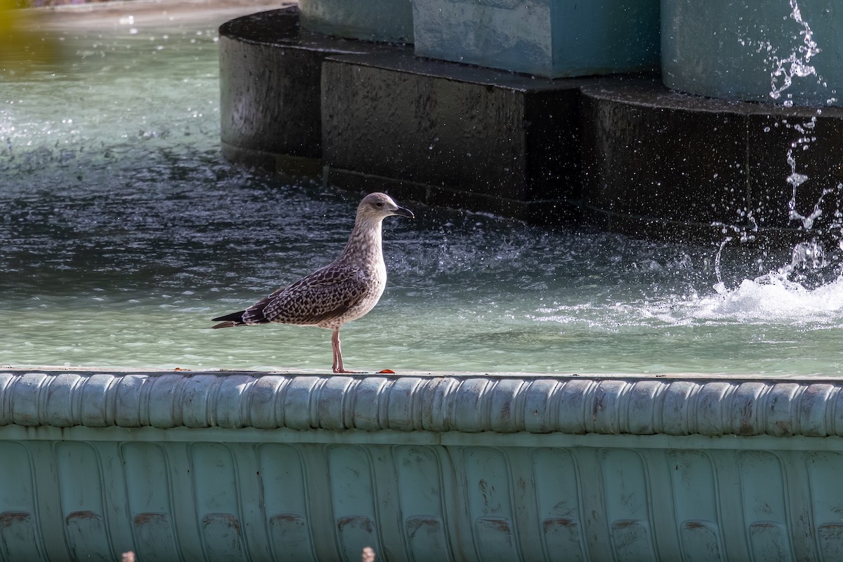 Lesser Black-backed Gull (graellsii) - ML647853316