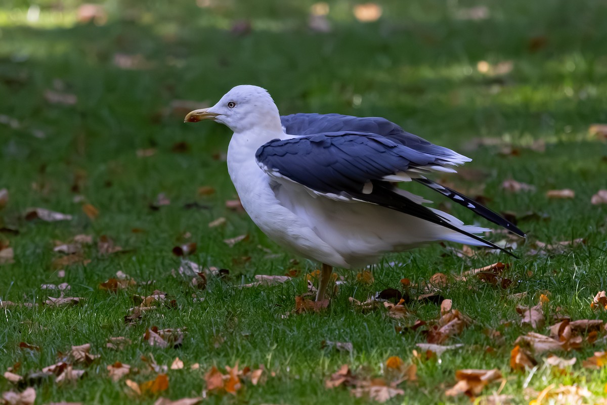 Lesser Black-backed Gull (graellsii) - ML647853321