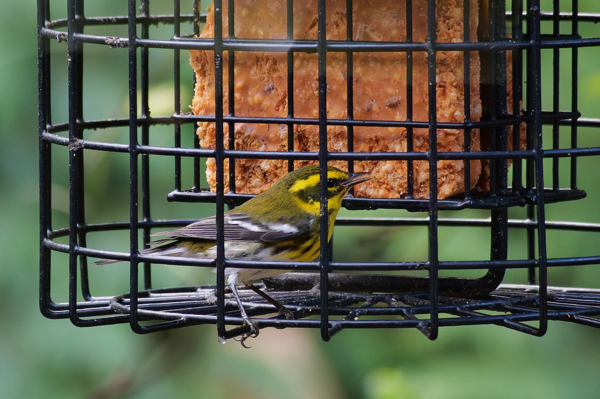 Townsend's Warbler - ML647853338