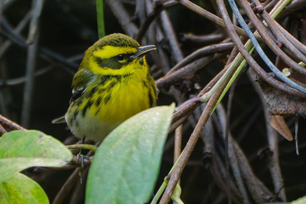 Townsend's Warbler - ML647853339