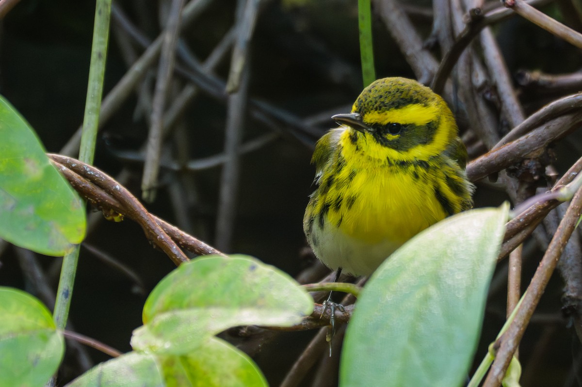 Townsend's Warbler - ML647853340