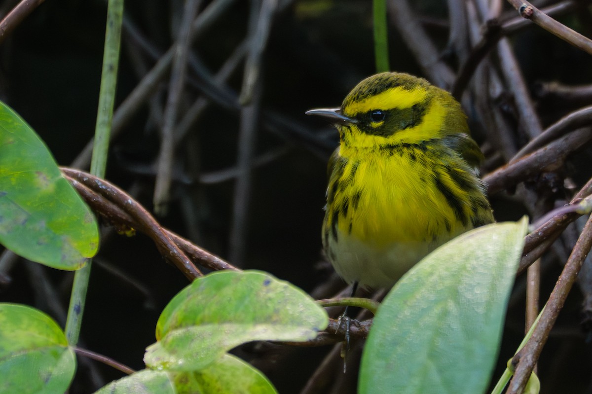 Townsend's Warbler - ML647853341