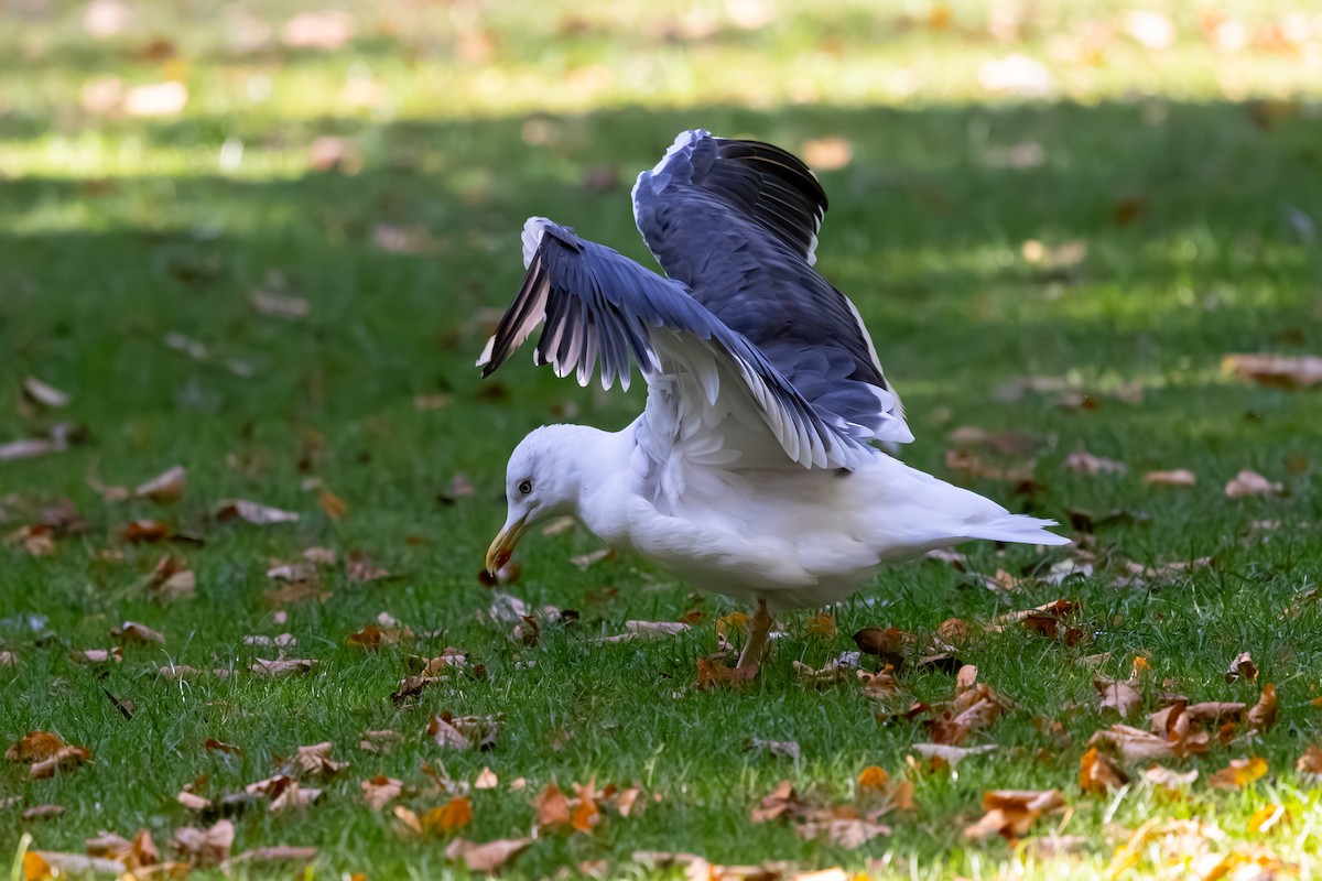 Lesser Black-backed Gull (graellsii) - ML647853357