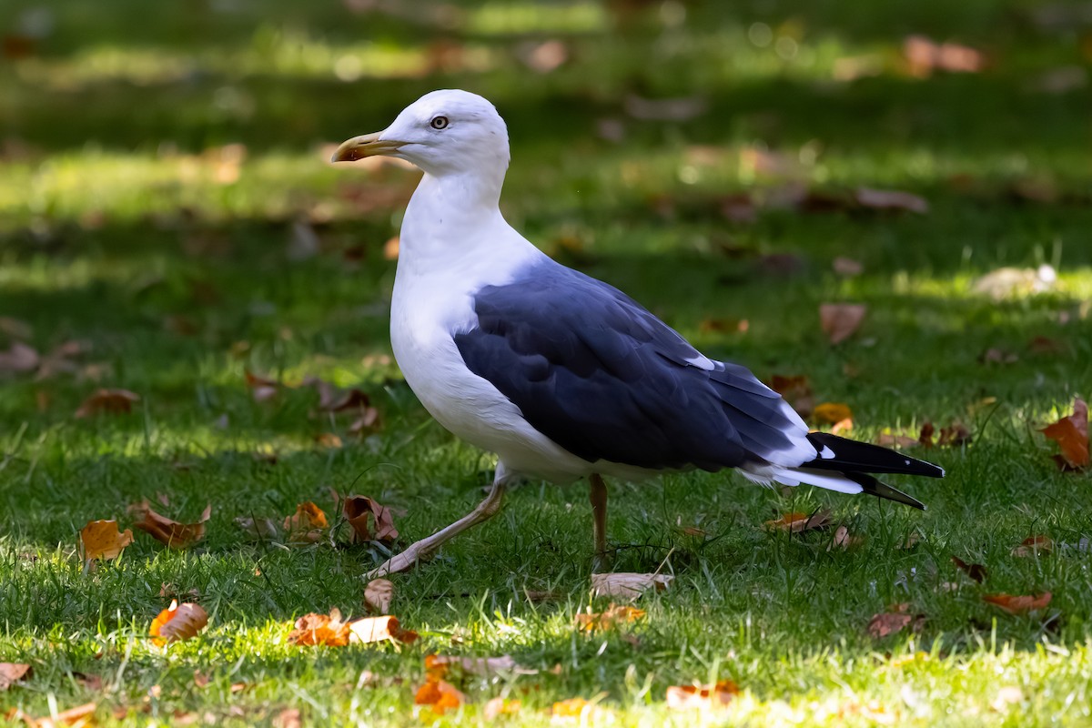 Lesser Black-backed Gull (graellsii) - ML647853358