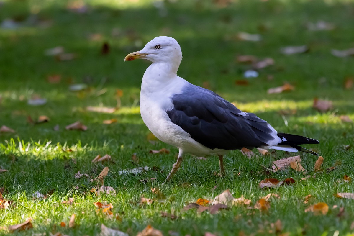 Lesser Black-backed Gull (graellsii) - ML647853359