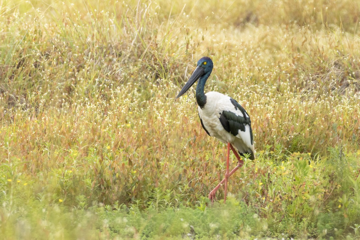Black-necked Stork - ML647853429