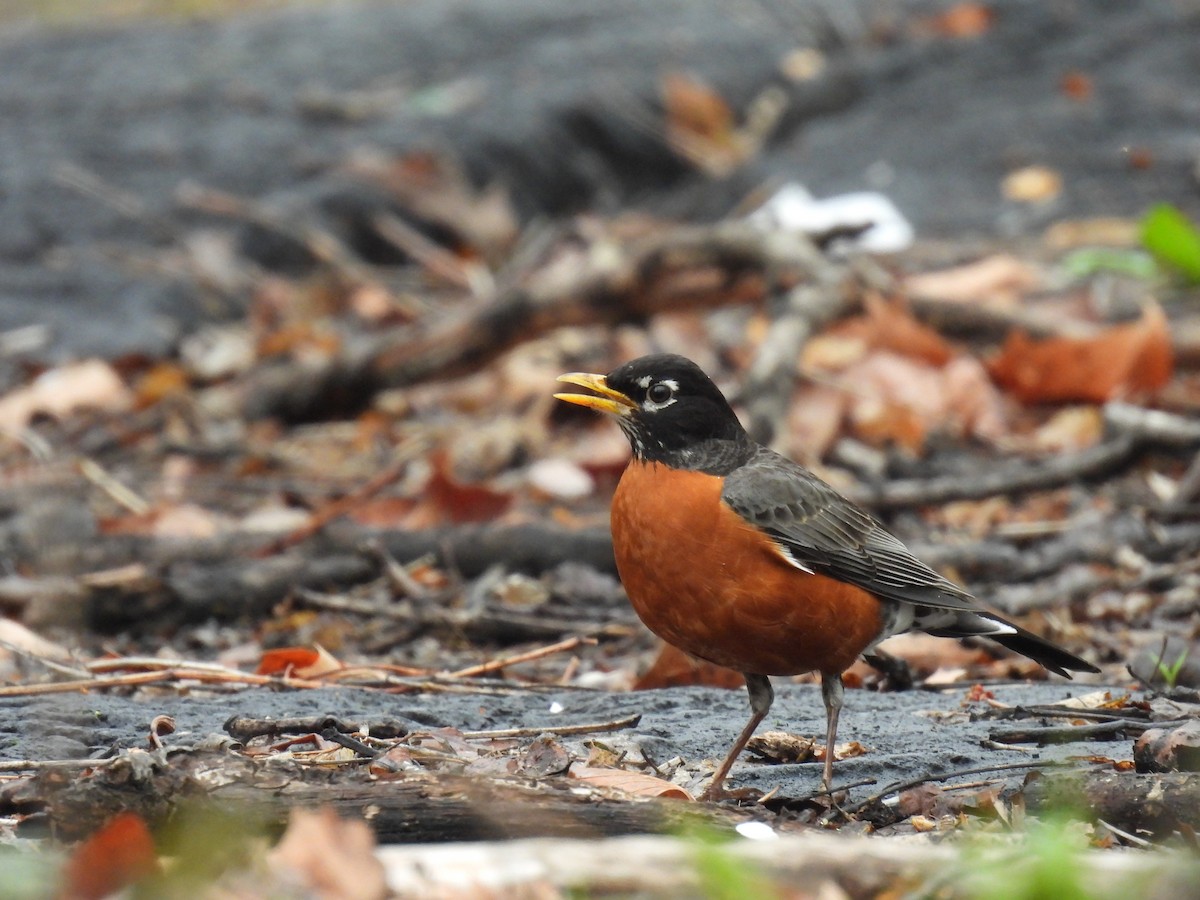 コマツグミ - ML647853434