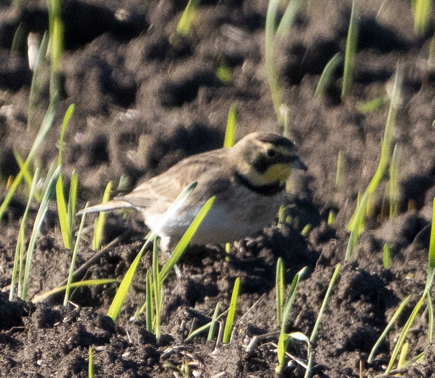 ハマヒバリ - ML647853439