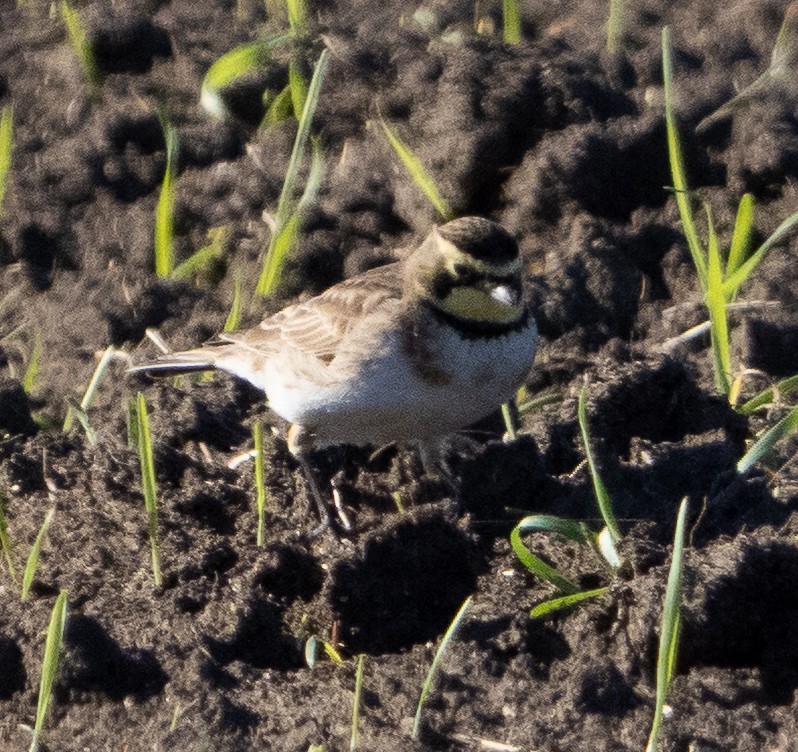 ハマヒバリ - ML647853448