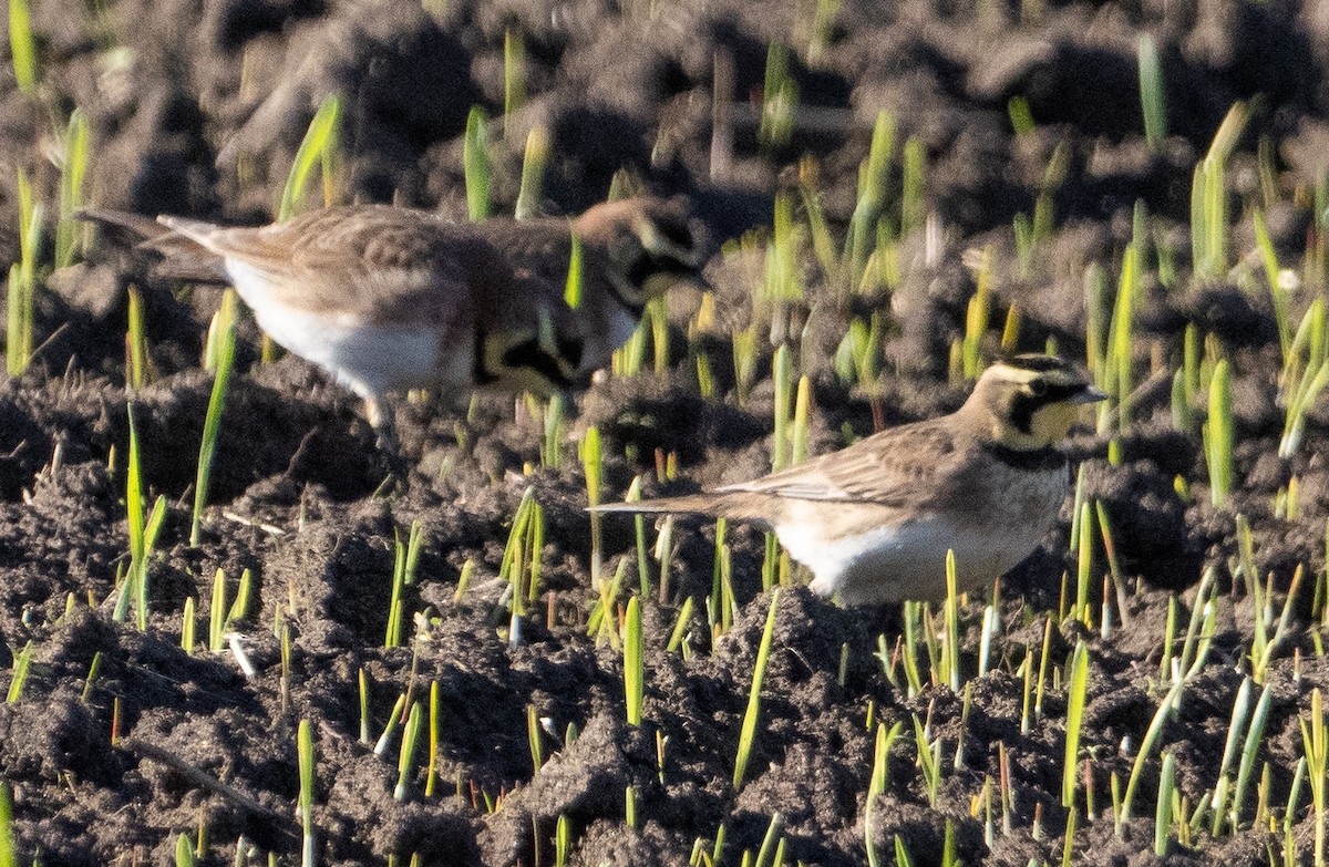 ハマヒバリ - ML647853465