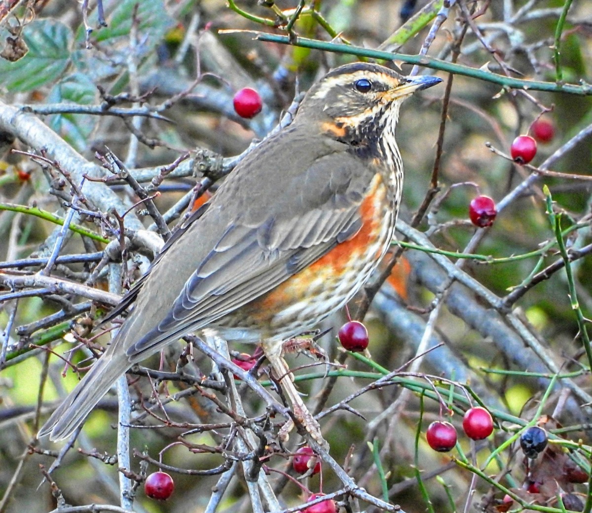 Grive mauvis - ML647853469