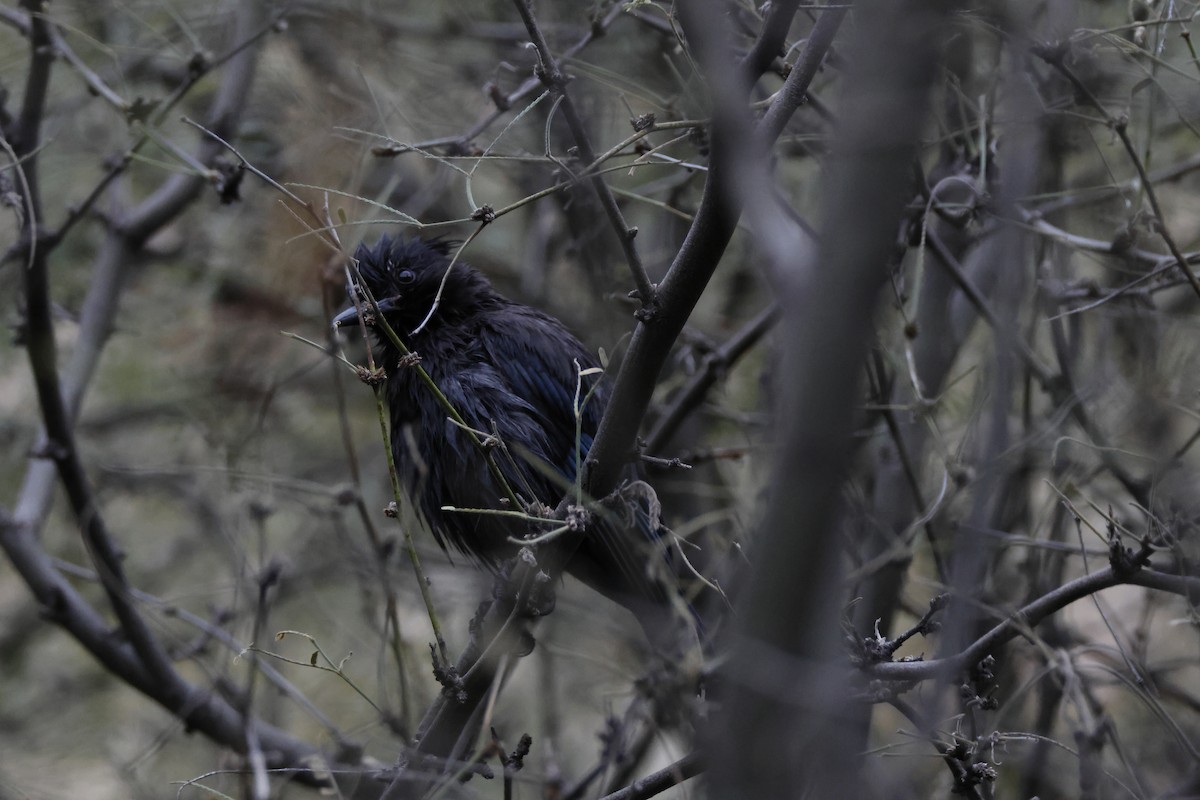 Steller's Jay - ML647853484
