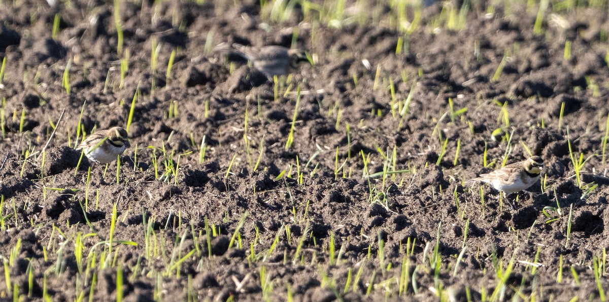 ハマヒバリ - ML647853488