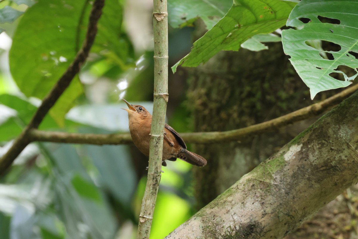 Troglodyte de Martinique (rufescens) - ML647853498