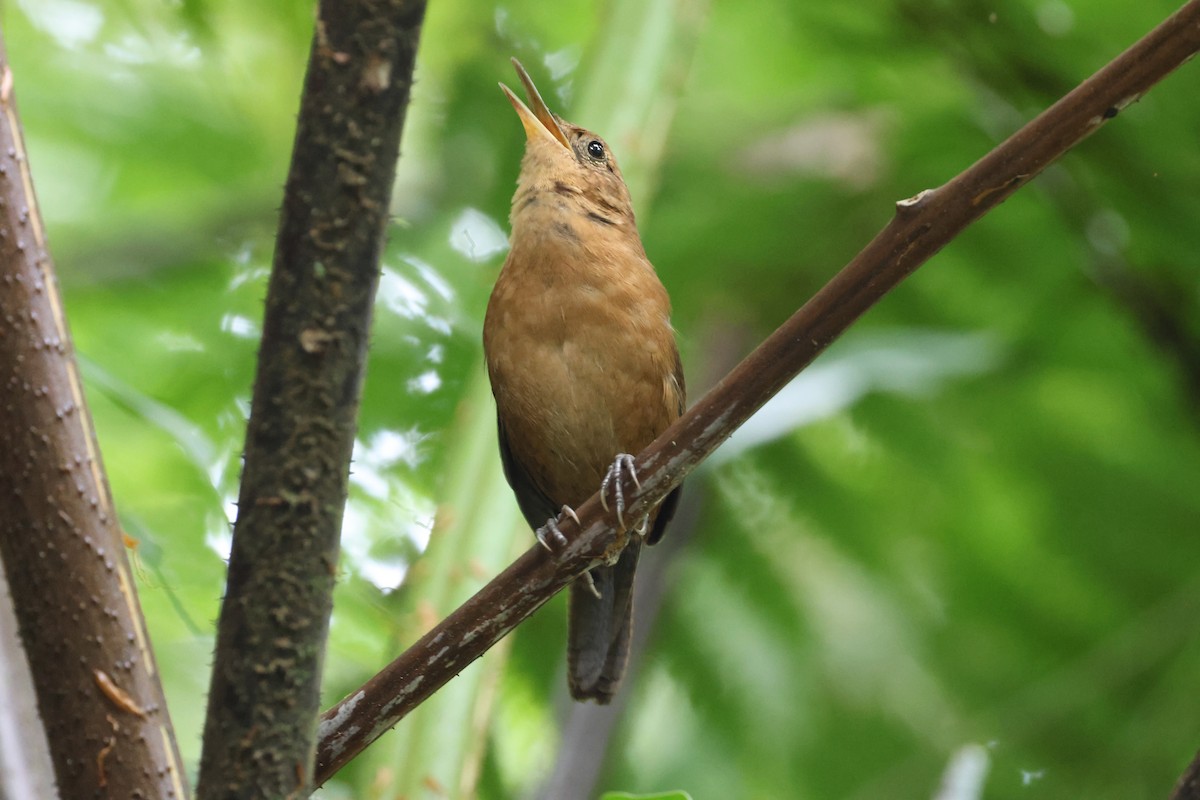 Troglodyte de Martinique (rufescens) - ML647853499