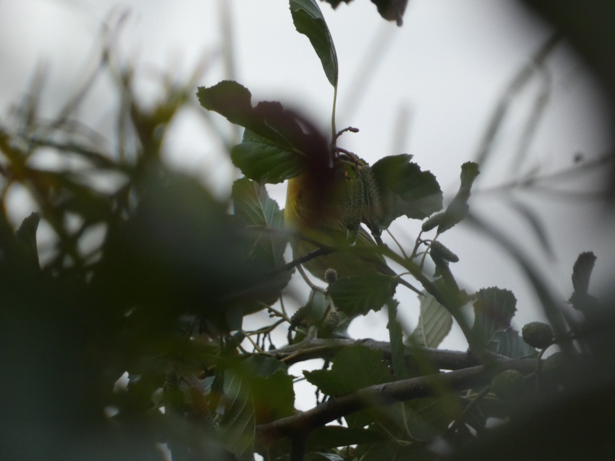 Northern Yellow Warbler - ML647853503