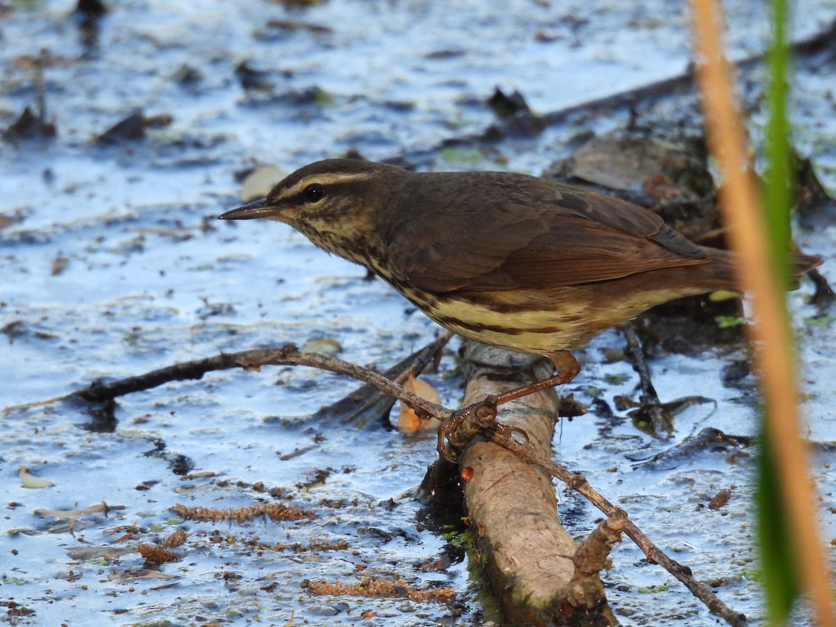 Northern Waterthrush - ML647853513