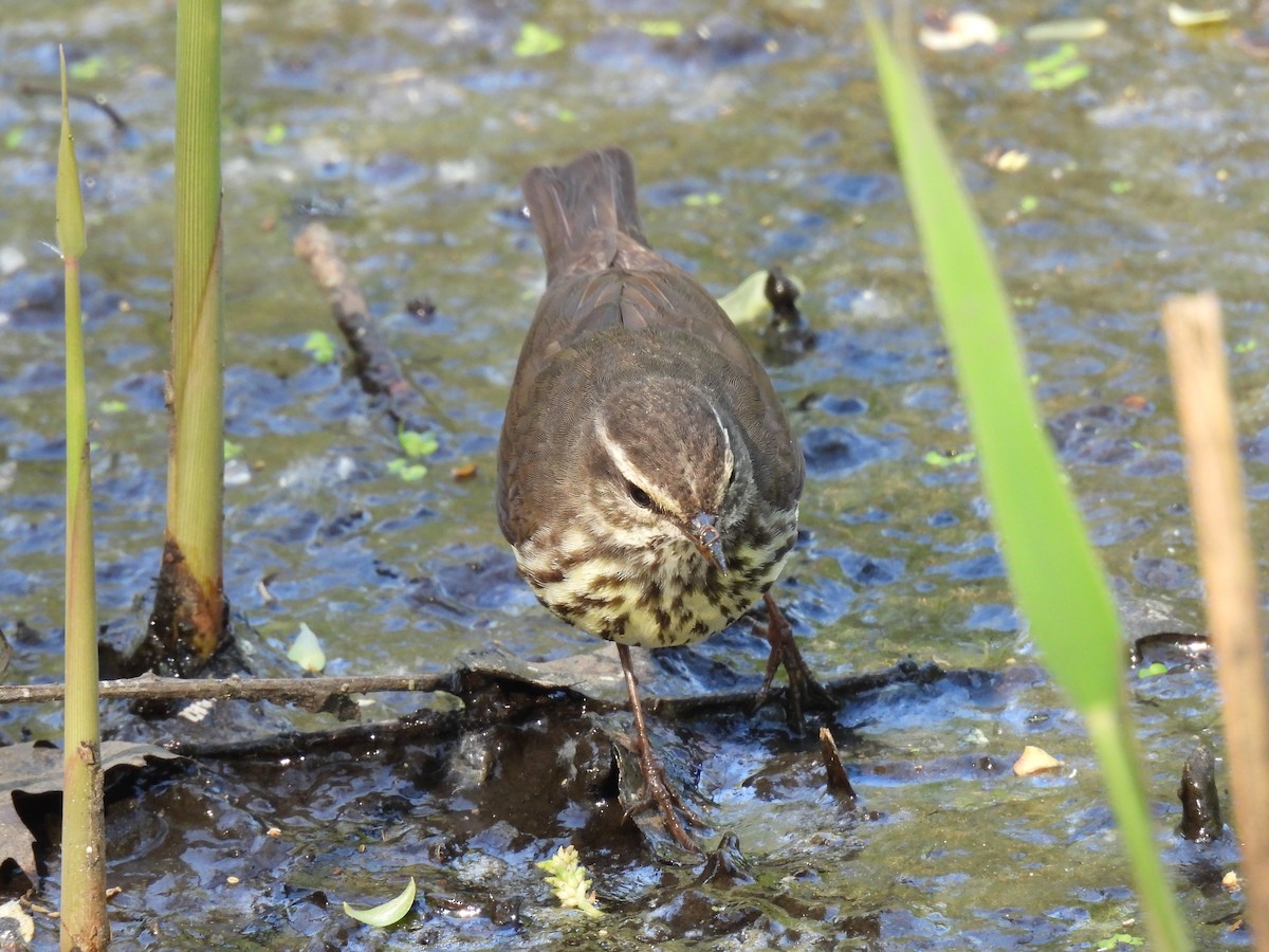 Northern Waterthrush - ML647853537