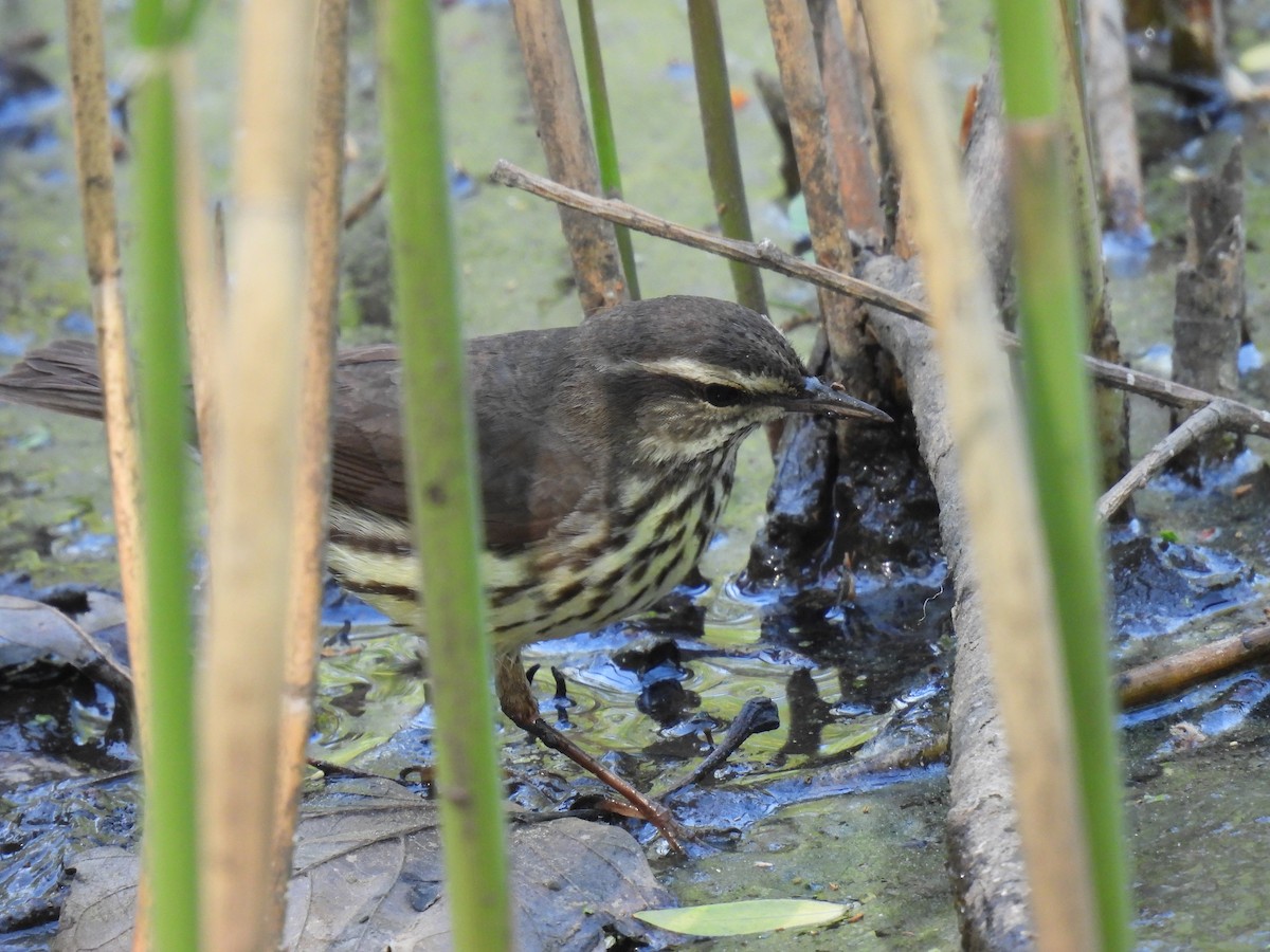 Northern Waterthrush - ML647853538