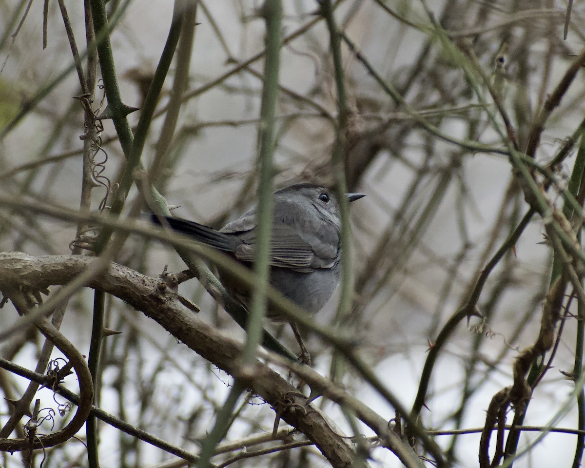 Moqueur chat - ML647853566