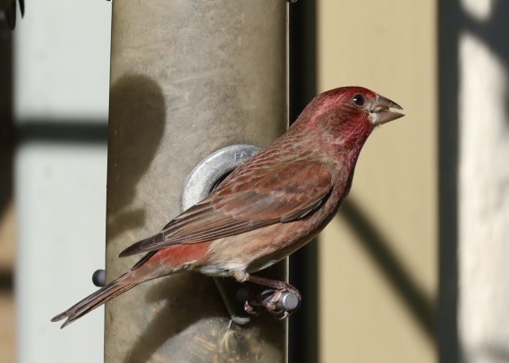 purpurfink - ML647853589