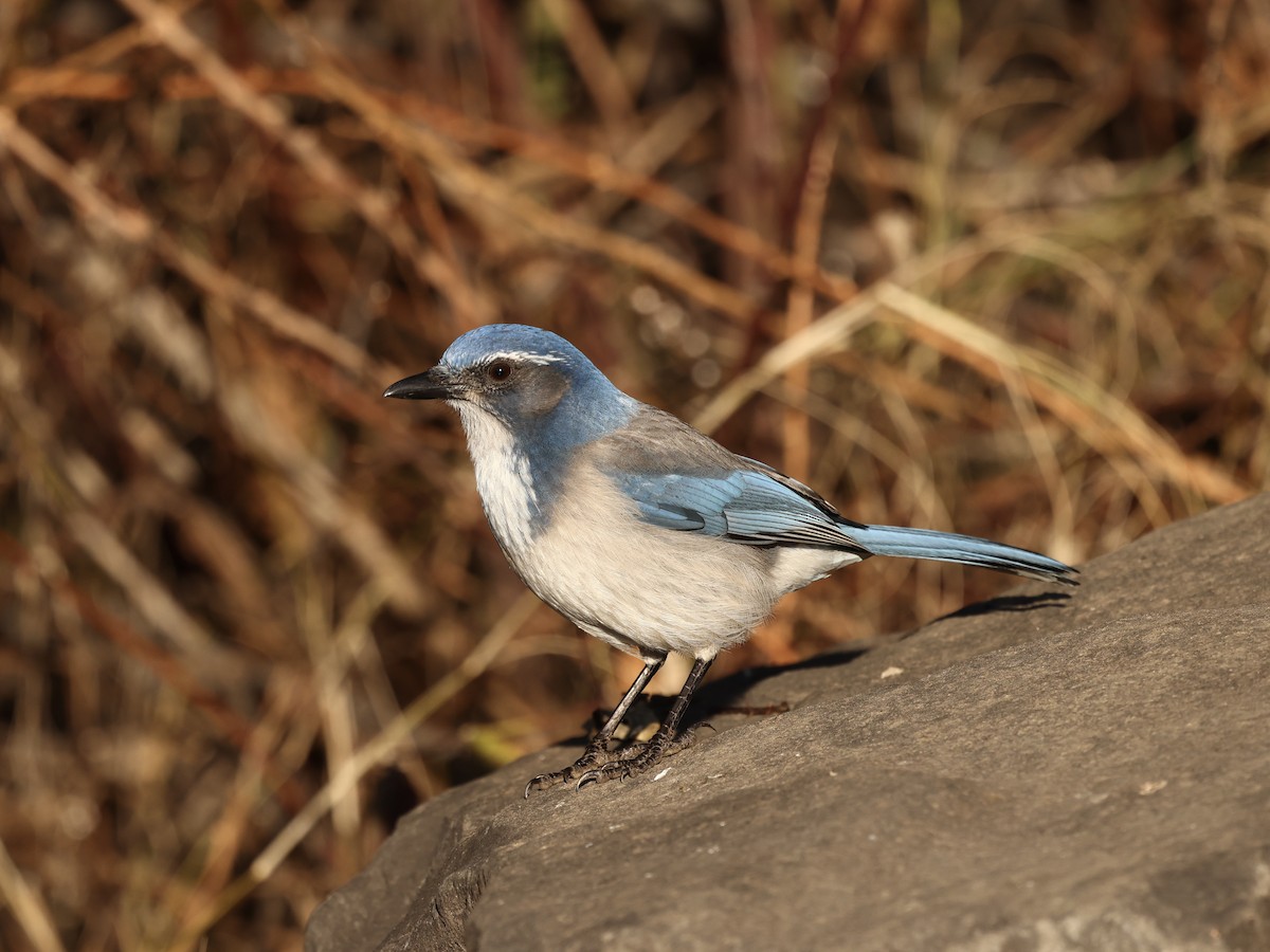 Kaliforniya Çalı Kargası - ML647853608