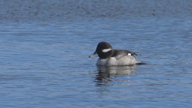 Bufflehead - ML647853623