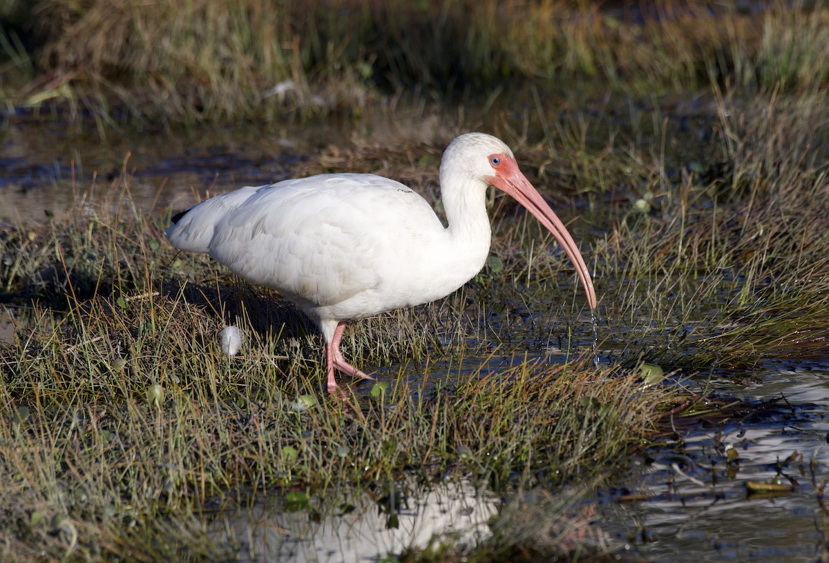 White Ibis - ML647853655