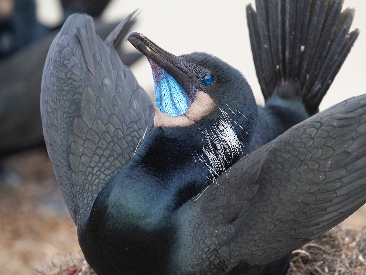 Brandt's Cormorant - ML647853657