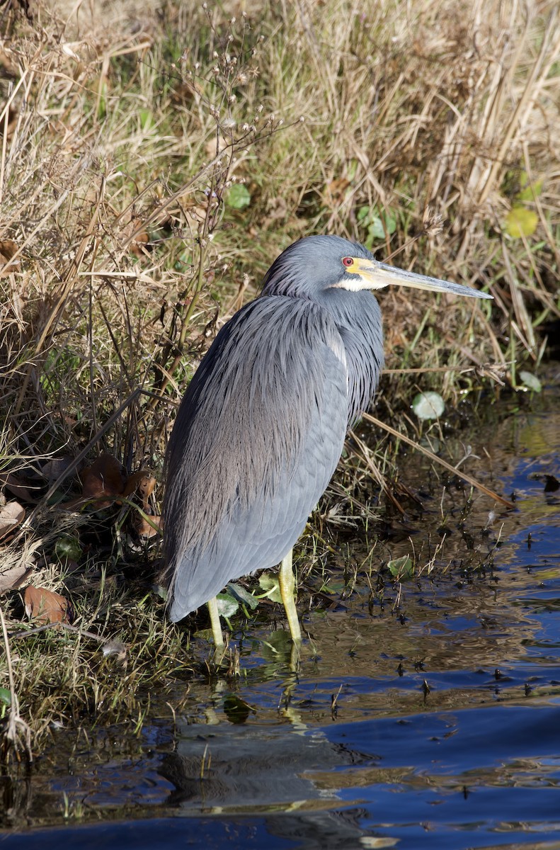 Tricolored Heron - ML647853670