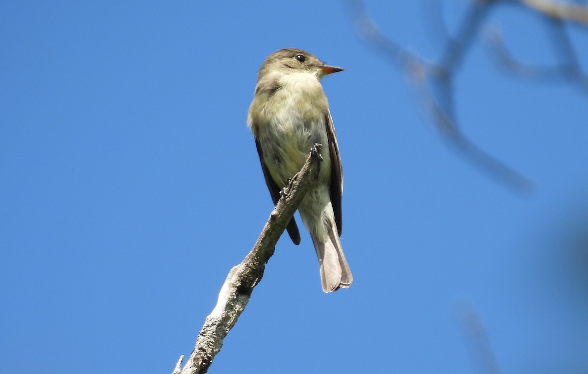 Eastern Wood-Pewee - ML647853671