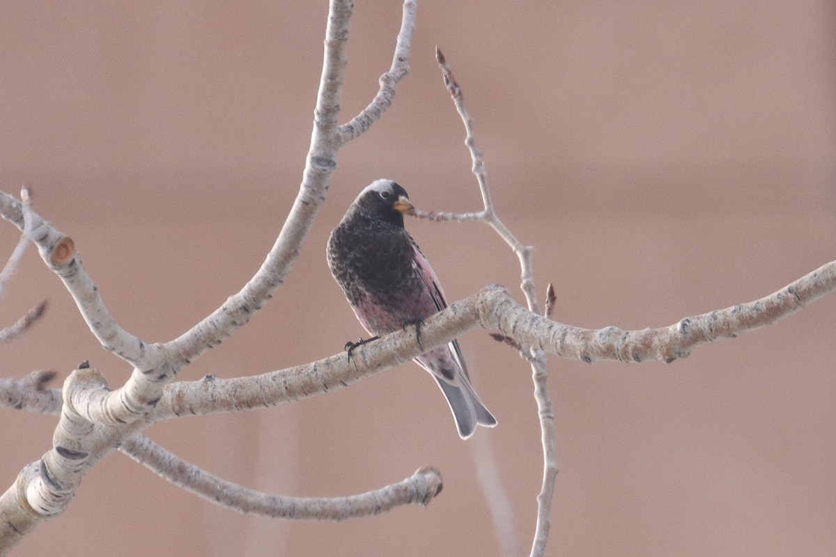 Black Rosy-Finch - ML647853672