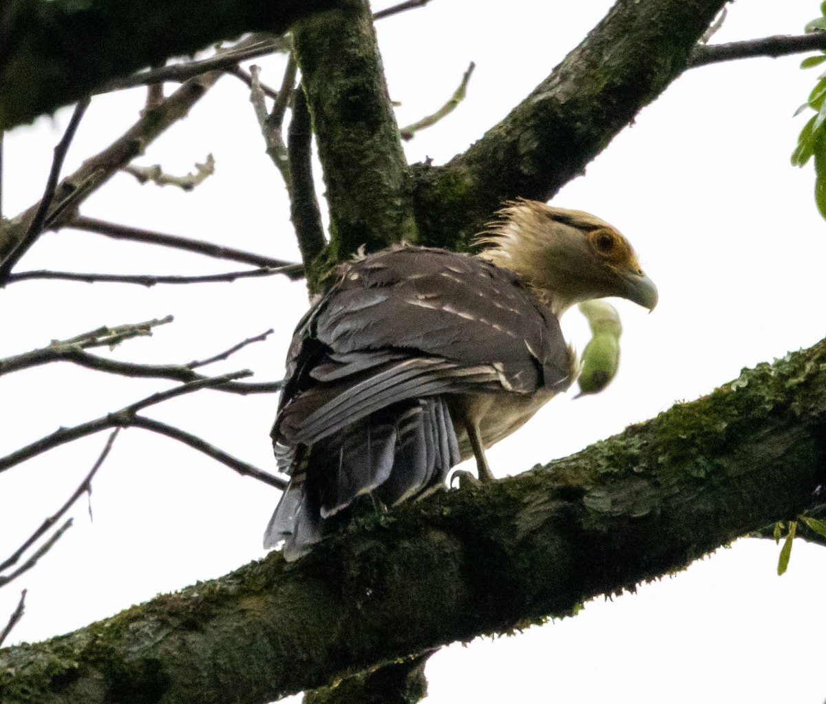 Yellow-headed Caracara - ML647853674