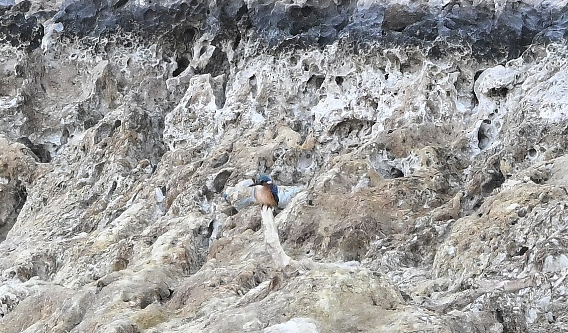 Malachite Kingfisher - ML647853675