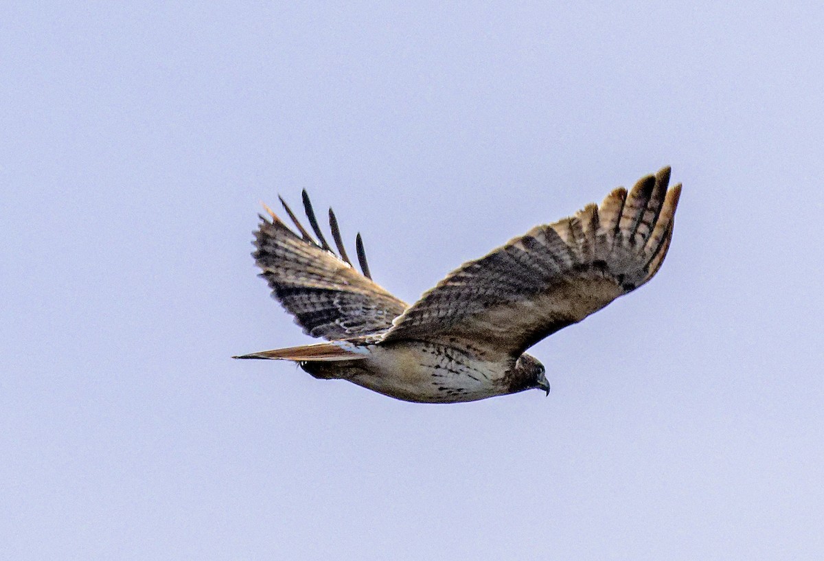Red-tailed Hawk (borealis) - ML647853680