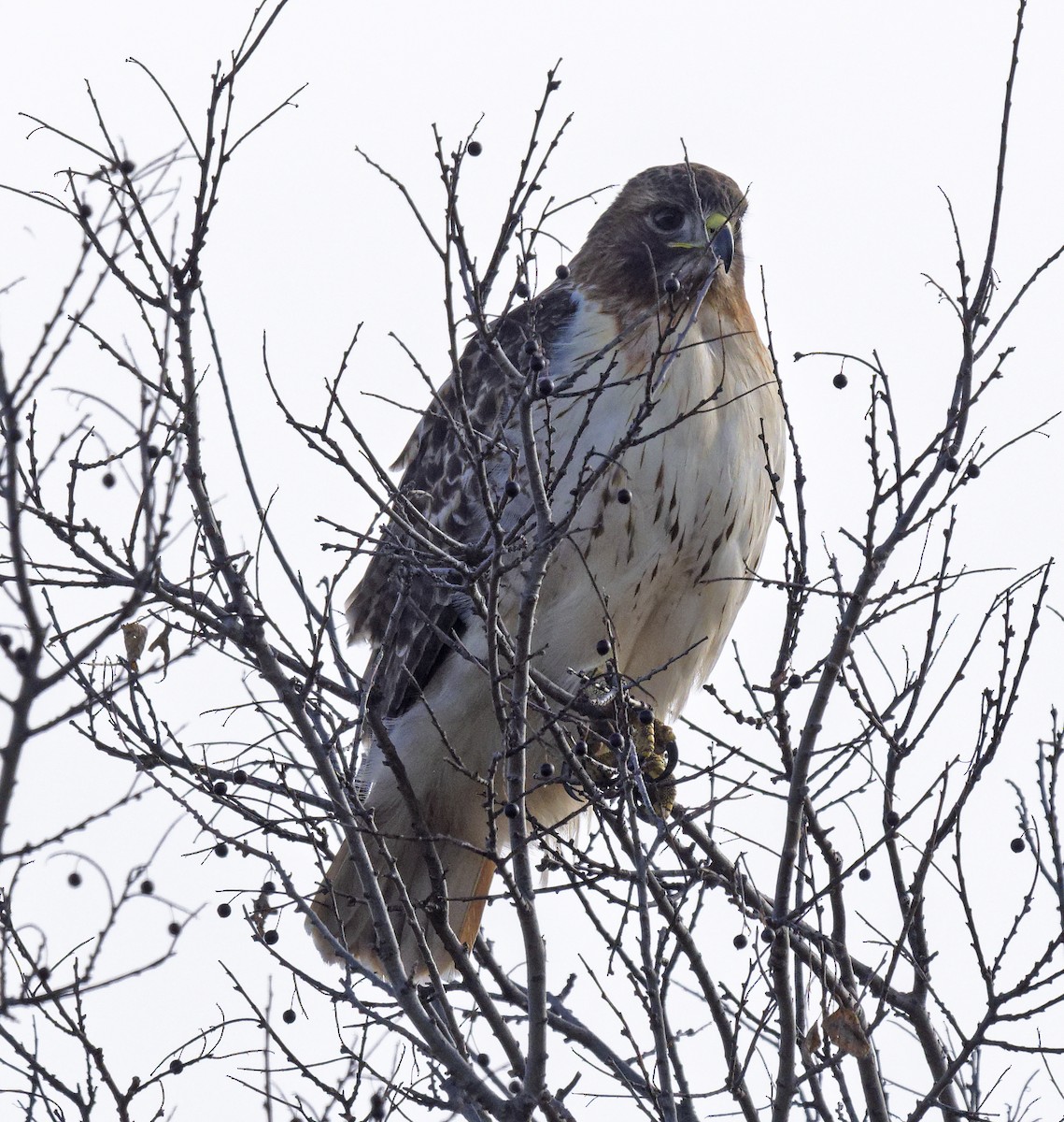 Red-tailed Hawk (borealis) - ML647853681