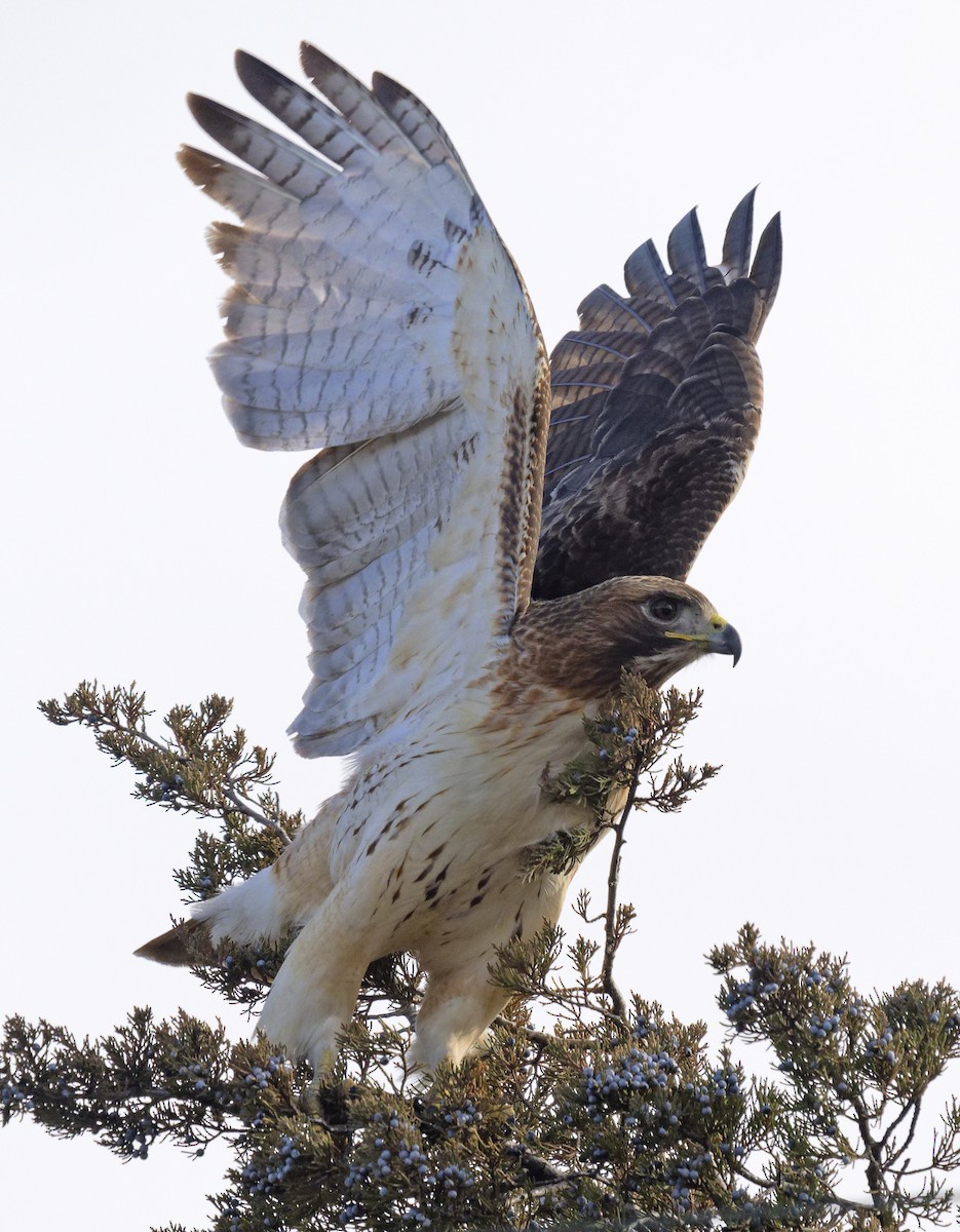 Red-tailed Hawk (borealis) - ML647853682