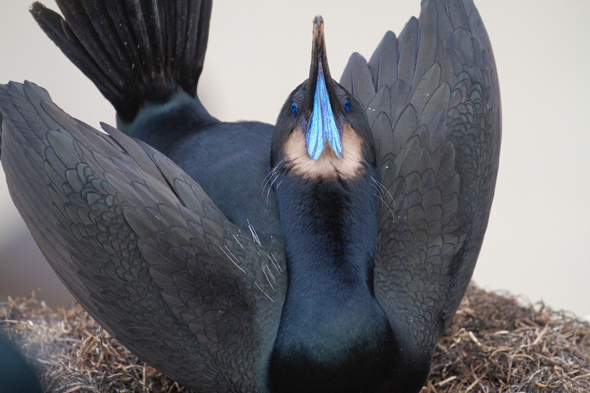 Brandt's Cormorant - ML647853683