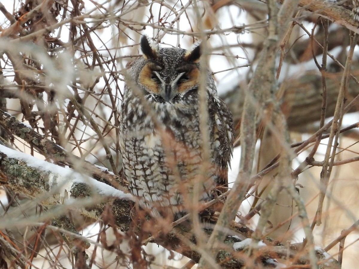 Long-eared Owl - ML647853686