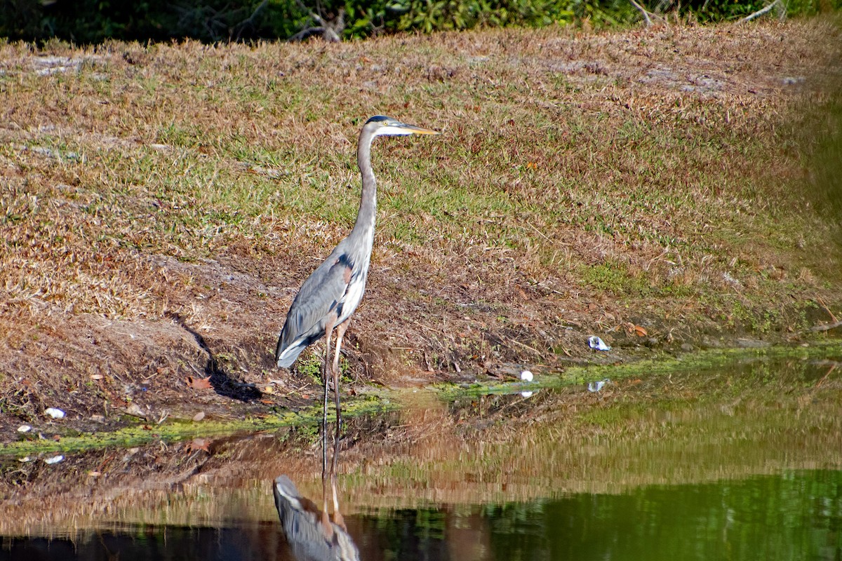 Great Blue Heron - ML647853687