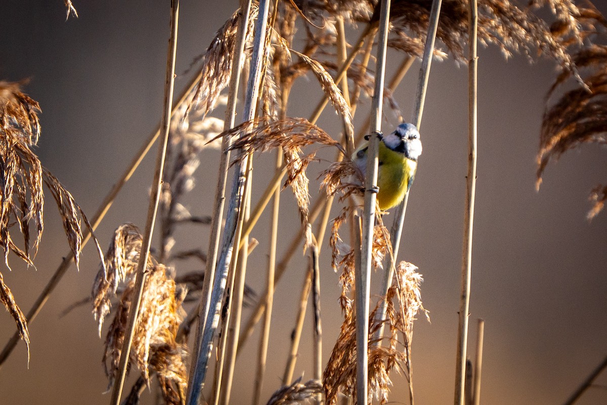 Eurasian Blue Tit - ML647853690