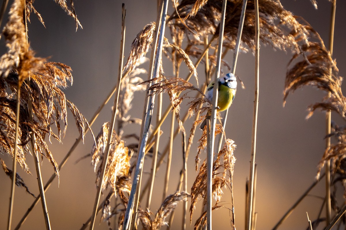 Eurasian Blue Tit - ML647853691