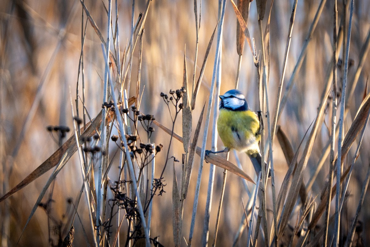 Eurasian Blue Tit - ML647853692