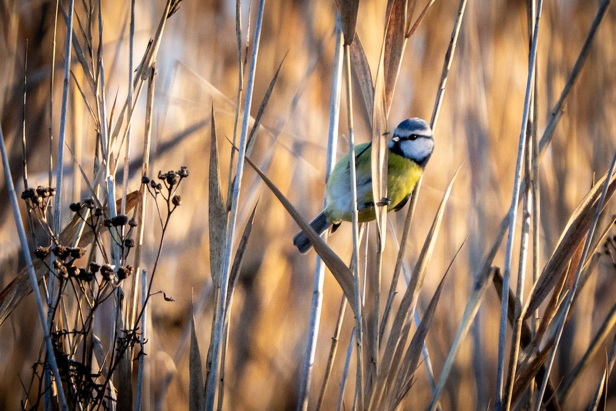 Eurasian Blue Tit - ML647853693