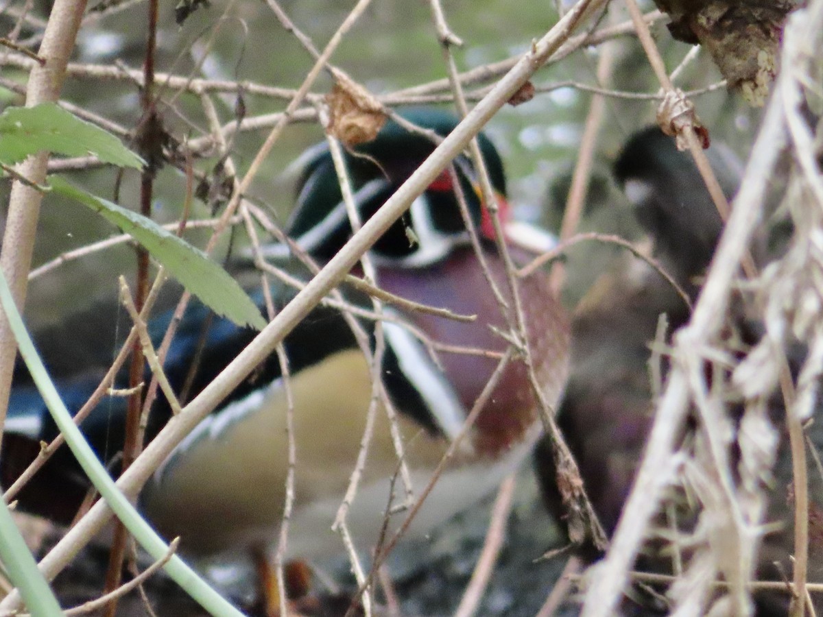 Wood Duck - ML647853694