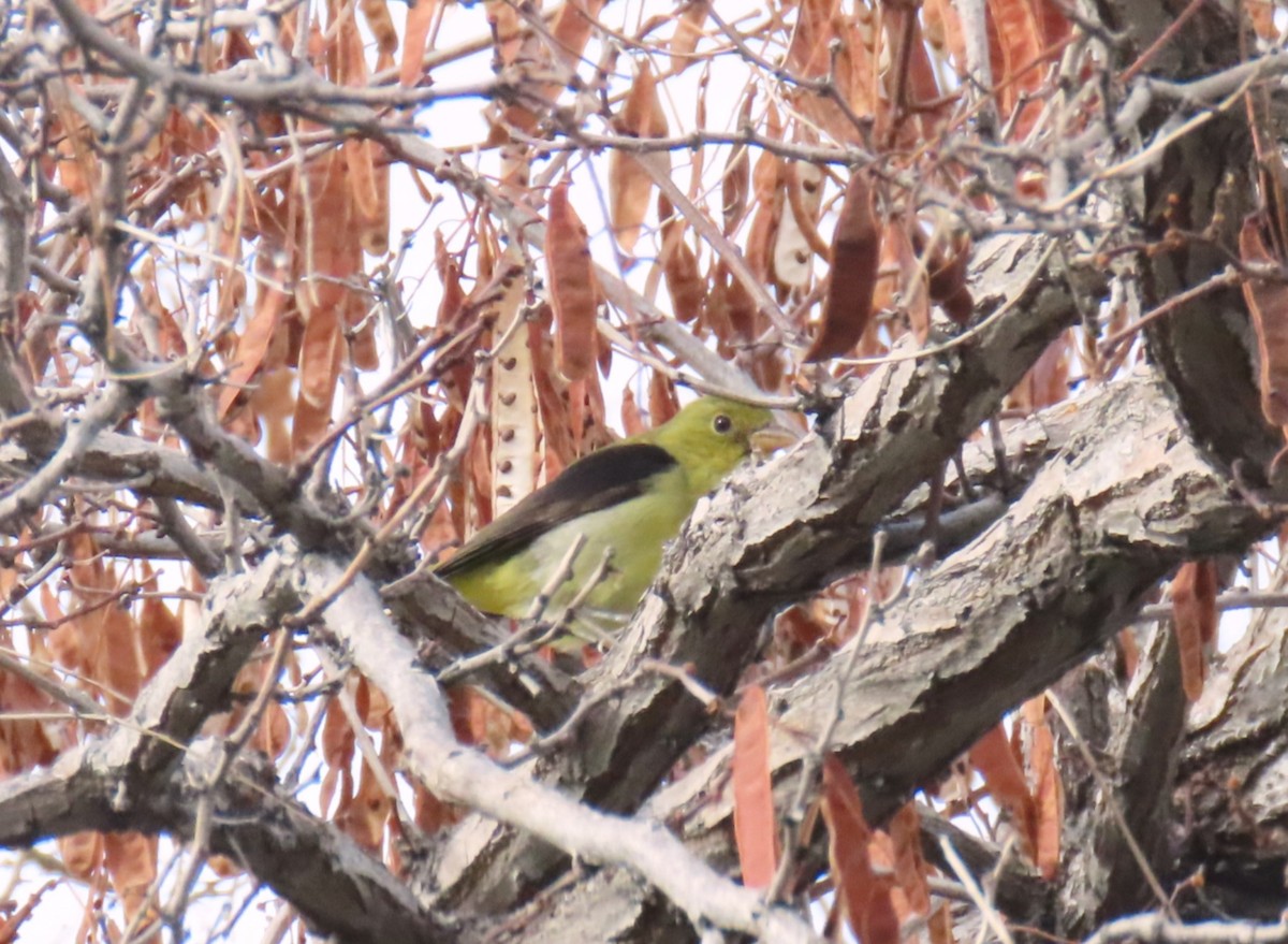 Scarlet Tanager - ML647853695